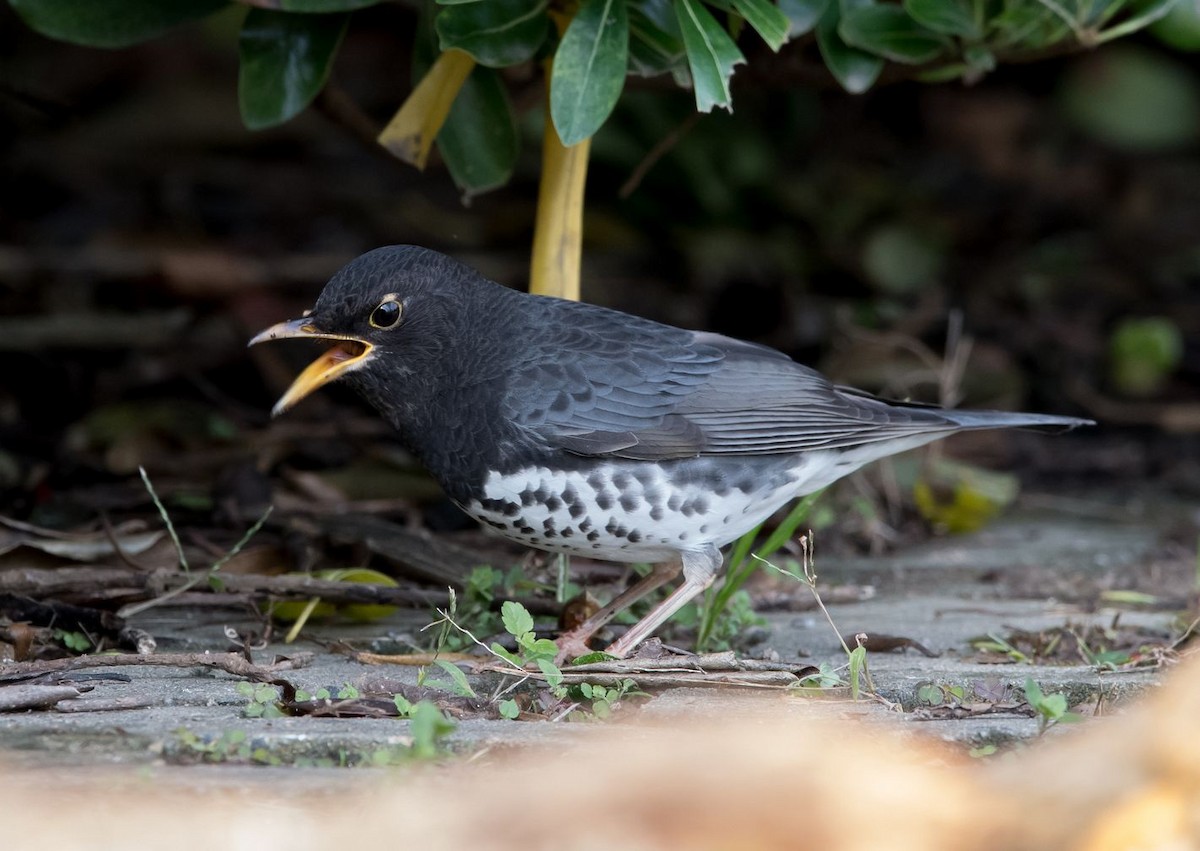 Japanese Thrush - Kai Pflug