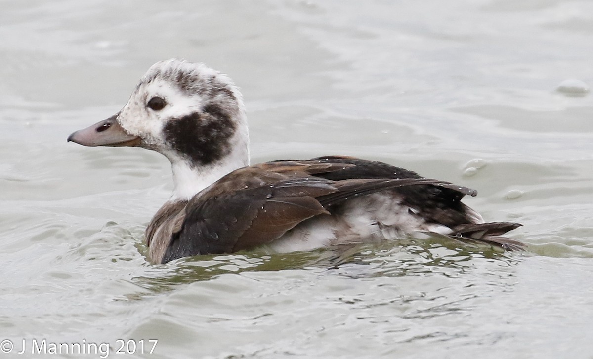 Long-tailed Duck - Carl & Judi Manning