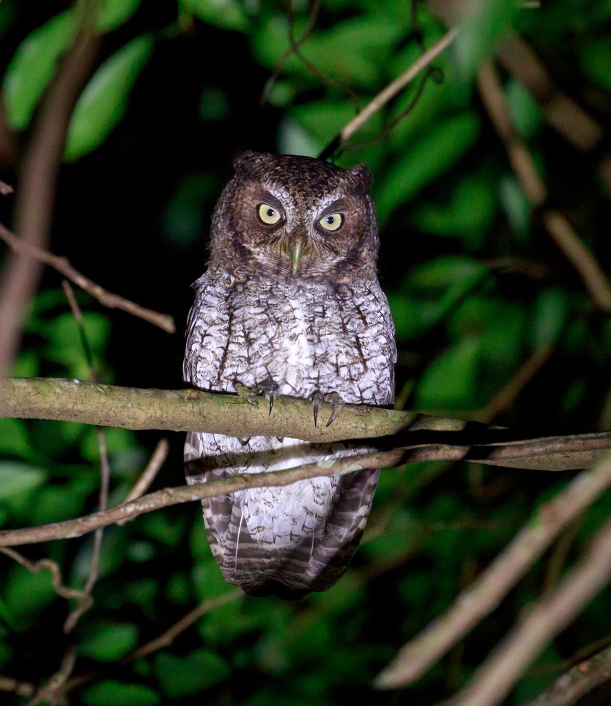 Middle American Screech-Owl - ML76051161