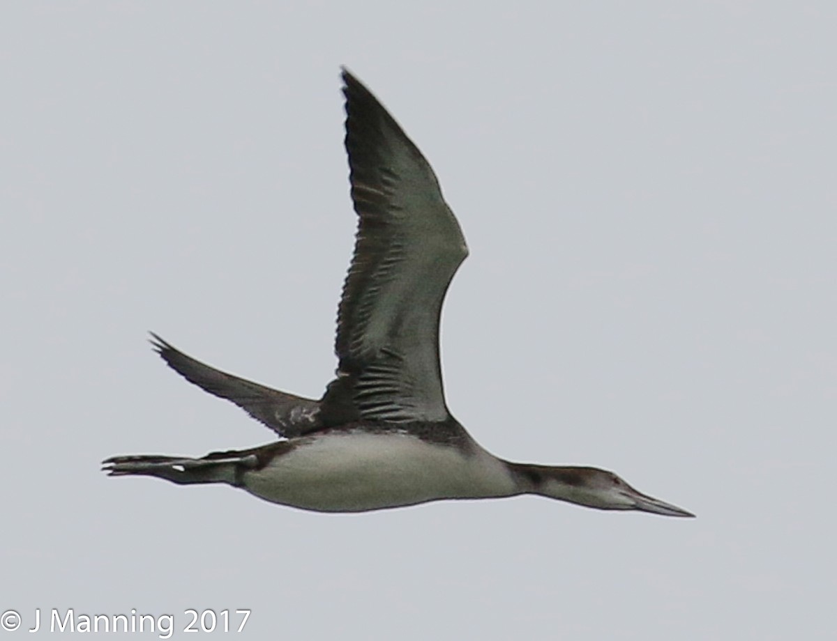 Common Loon - Carl & Judi Manning