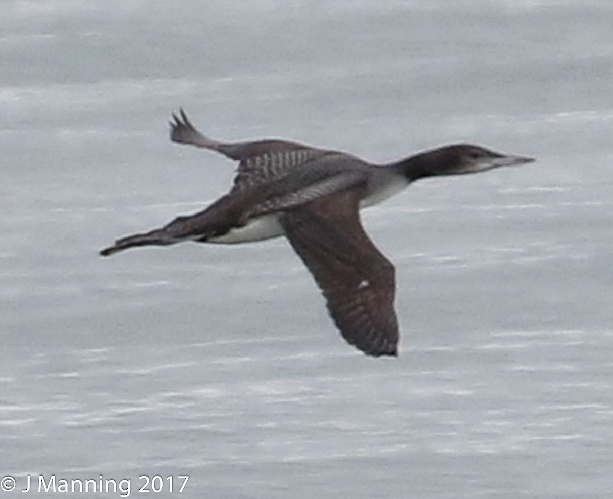 Common Loon - ML76051191