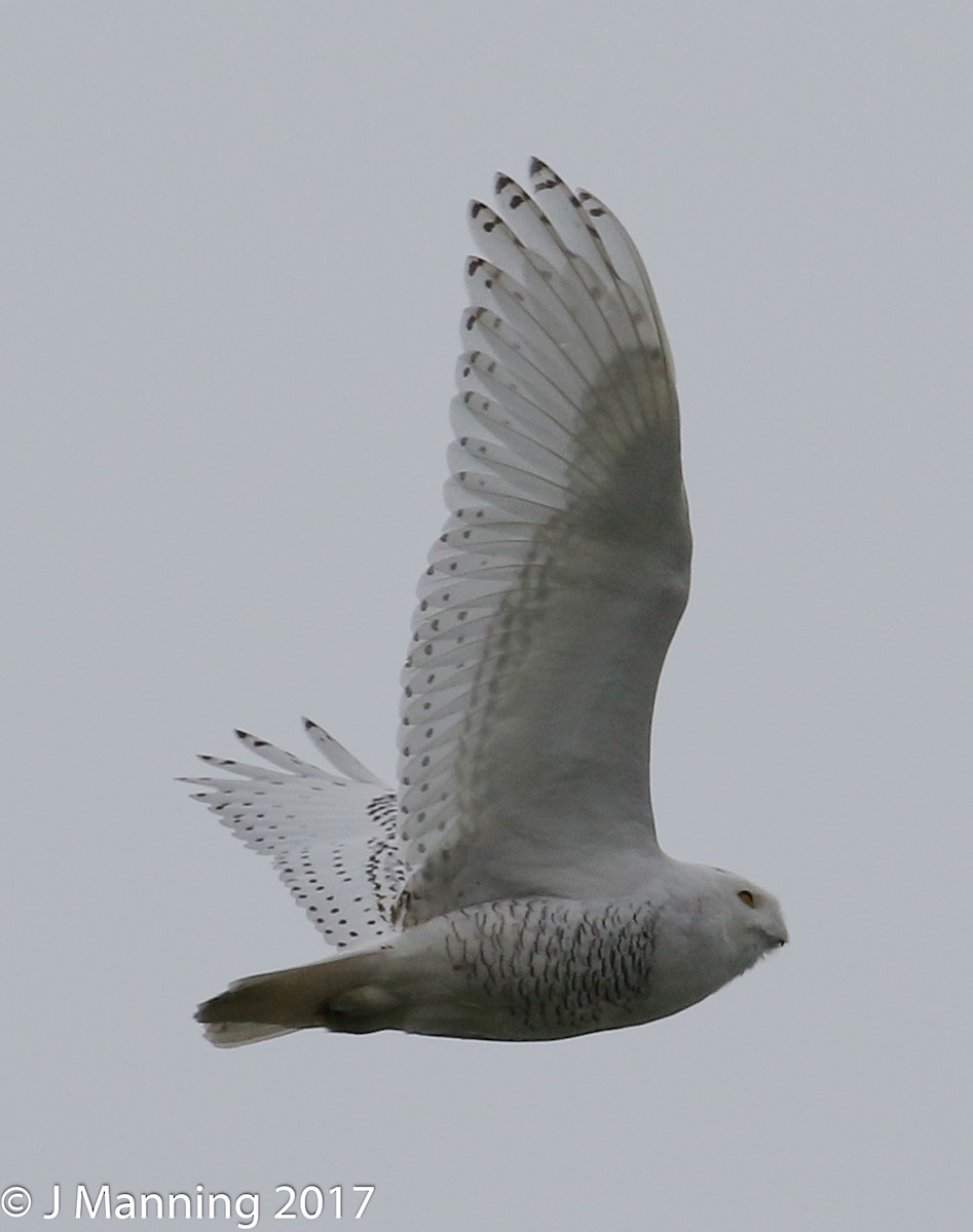 Snowy Owl - ML76051321