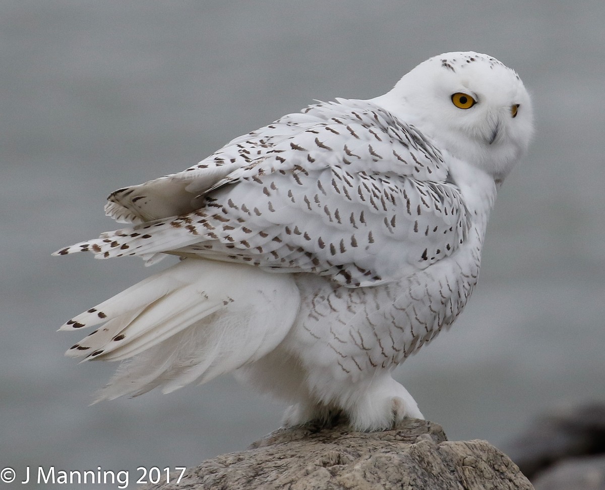 Harfang des neiges - ML76051341