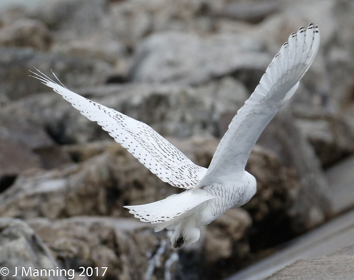 Snowy Owl - ML76051391