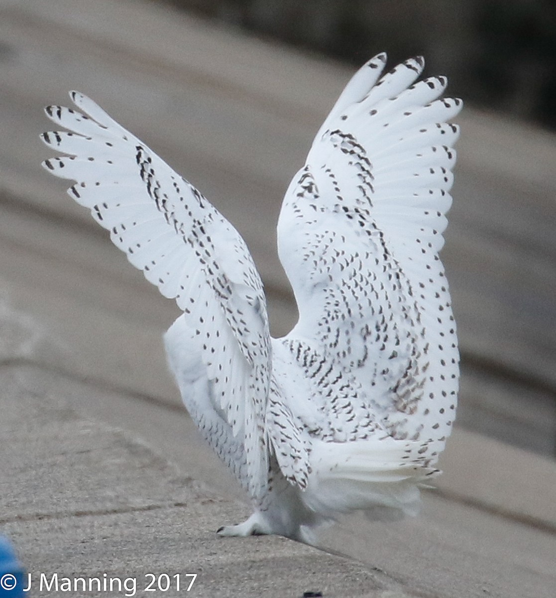 Snowy Owl - ML76051401