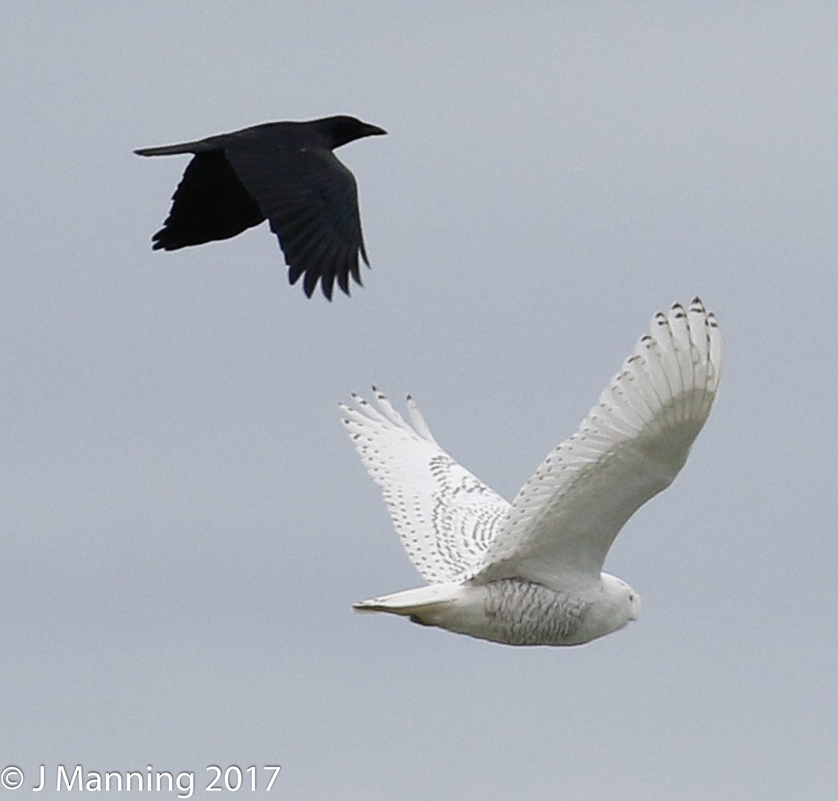 Snowy Owl - ML76051411