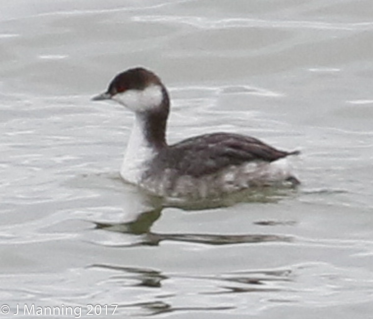 Horned Grebe - ML76051491