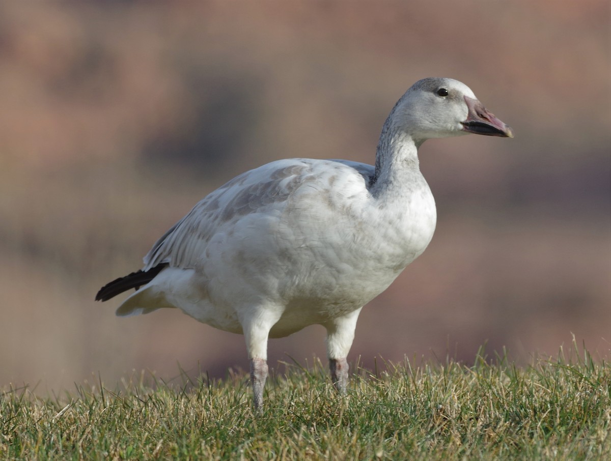 Snow Goose - ML76051581