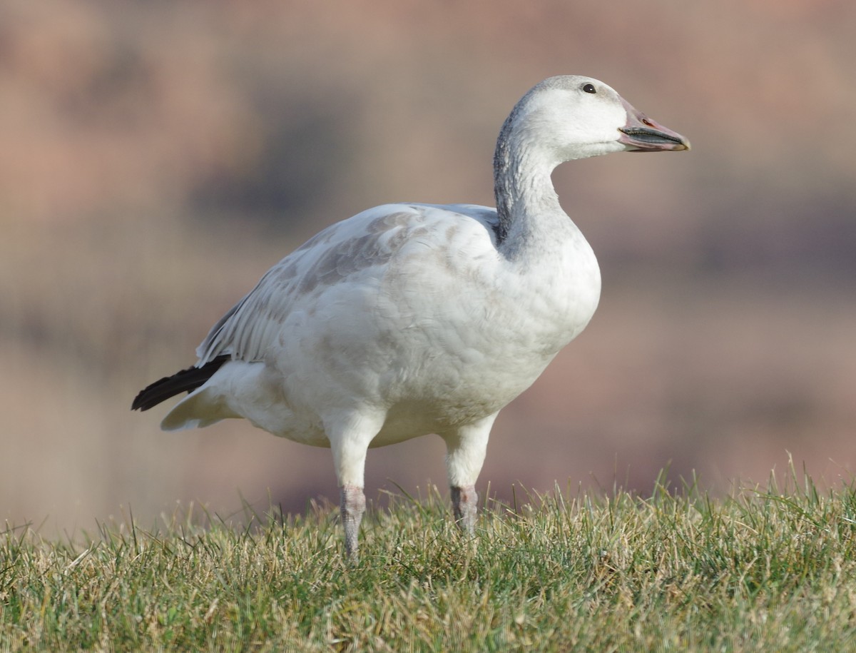 Snow Goose - ML76051591