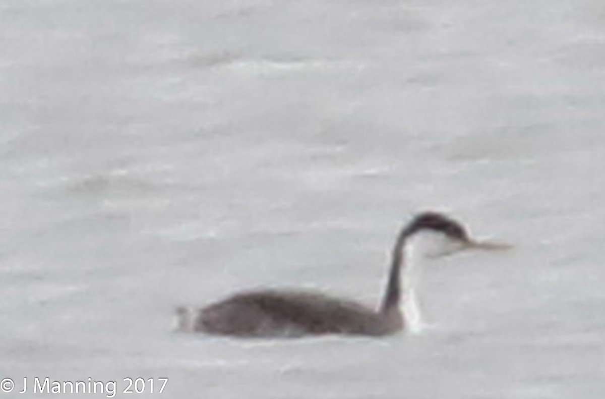 Western Grebe - ML76051621