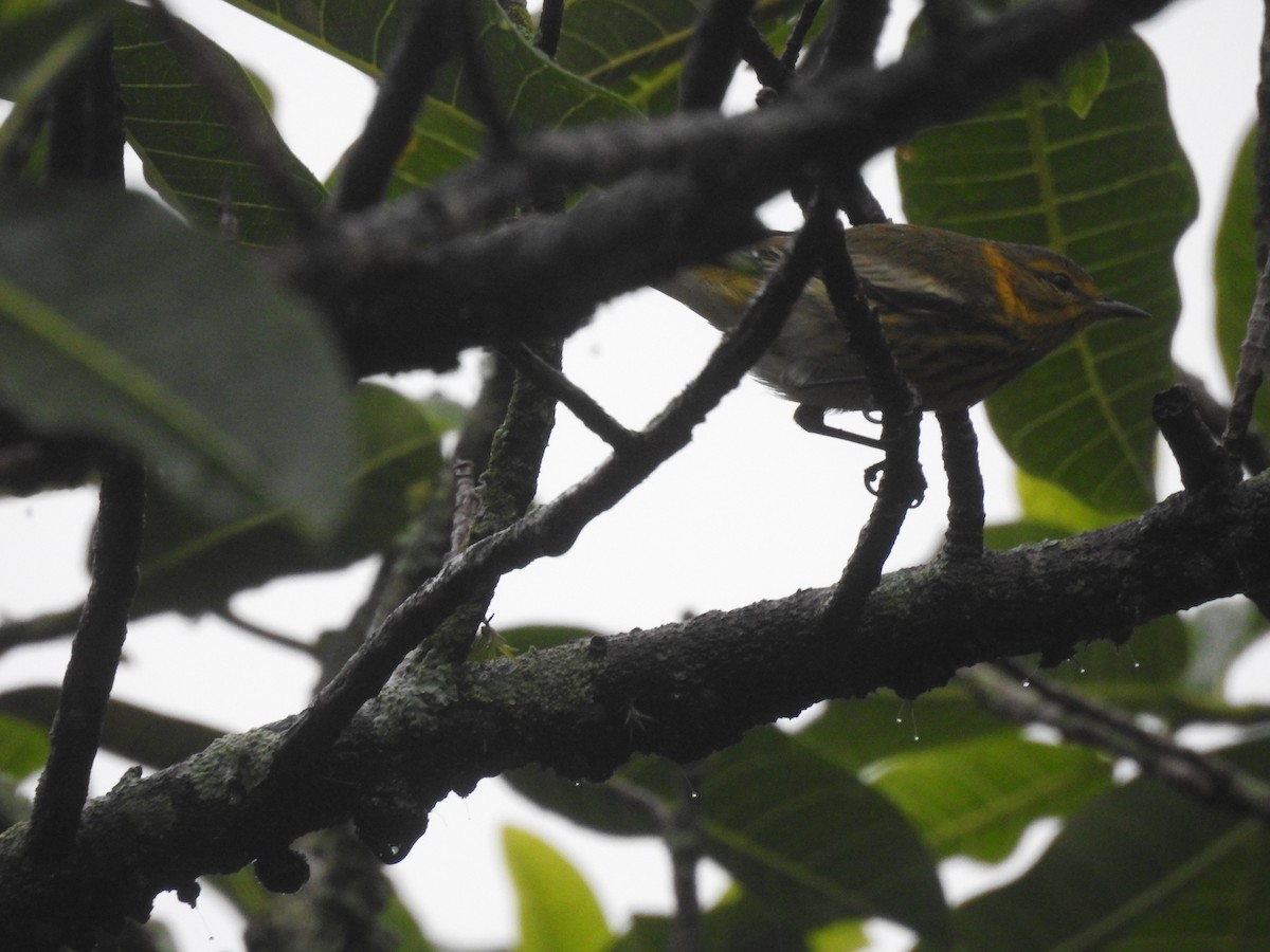 Cape May Warbler - Mercedes Alpizar