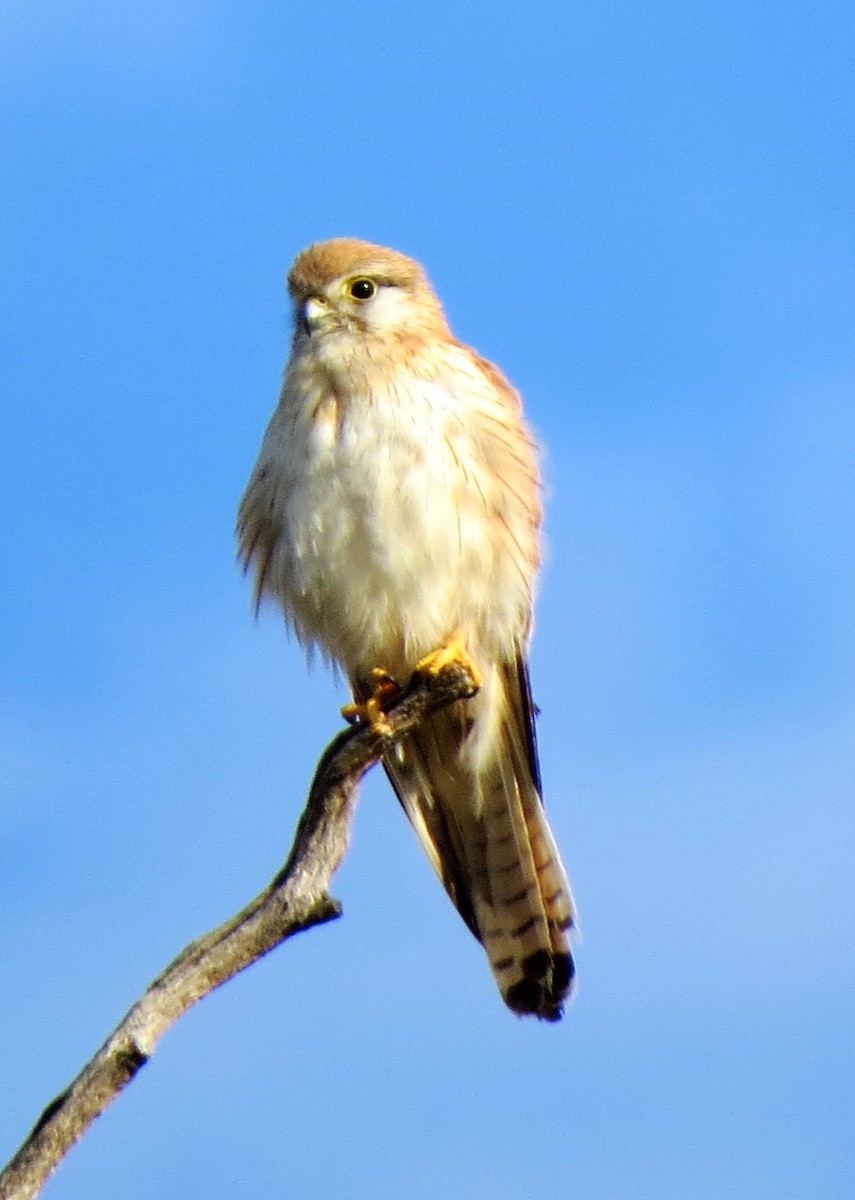 Nankeen Kestrel - Sandra Henderson