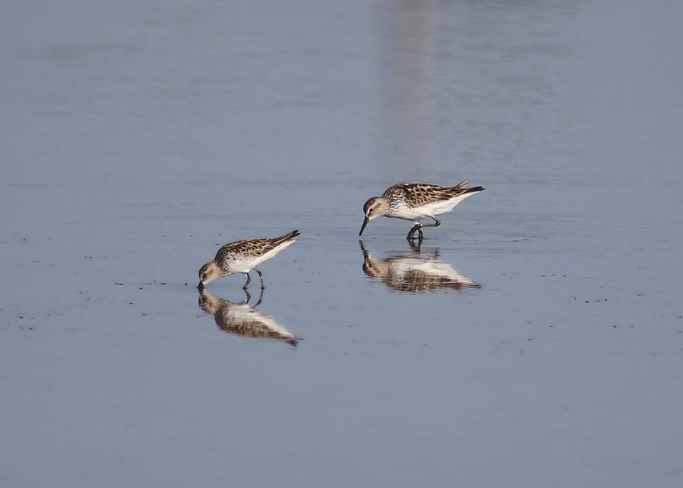 White-rumped Sandpiper - David McQuade