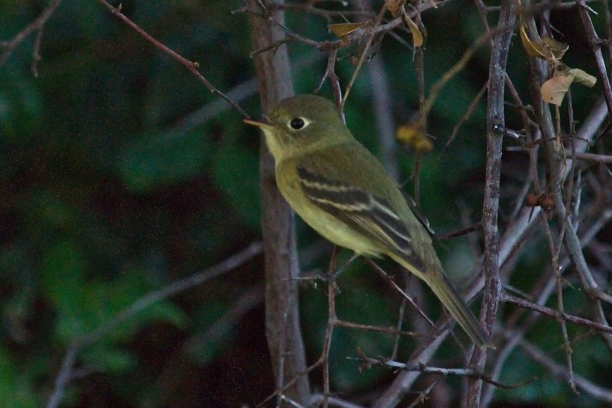 Western Flycatcher (Pacific-slope) - ML76054941