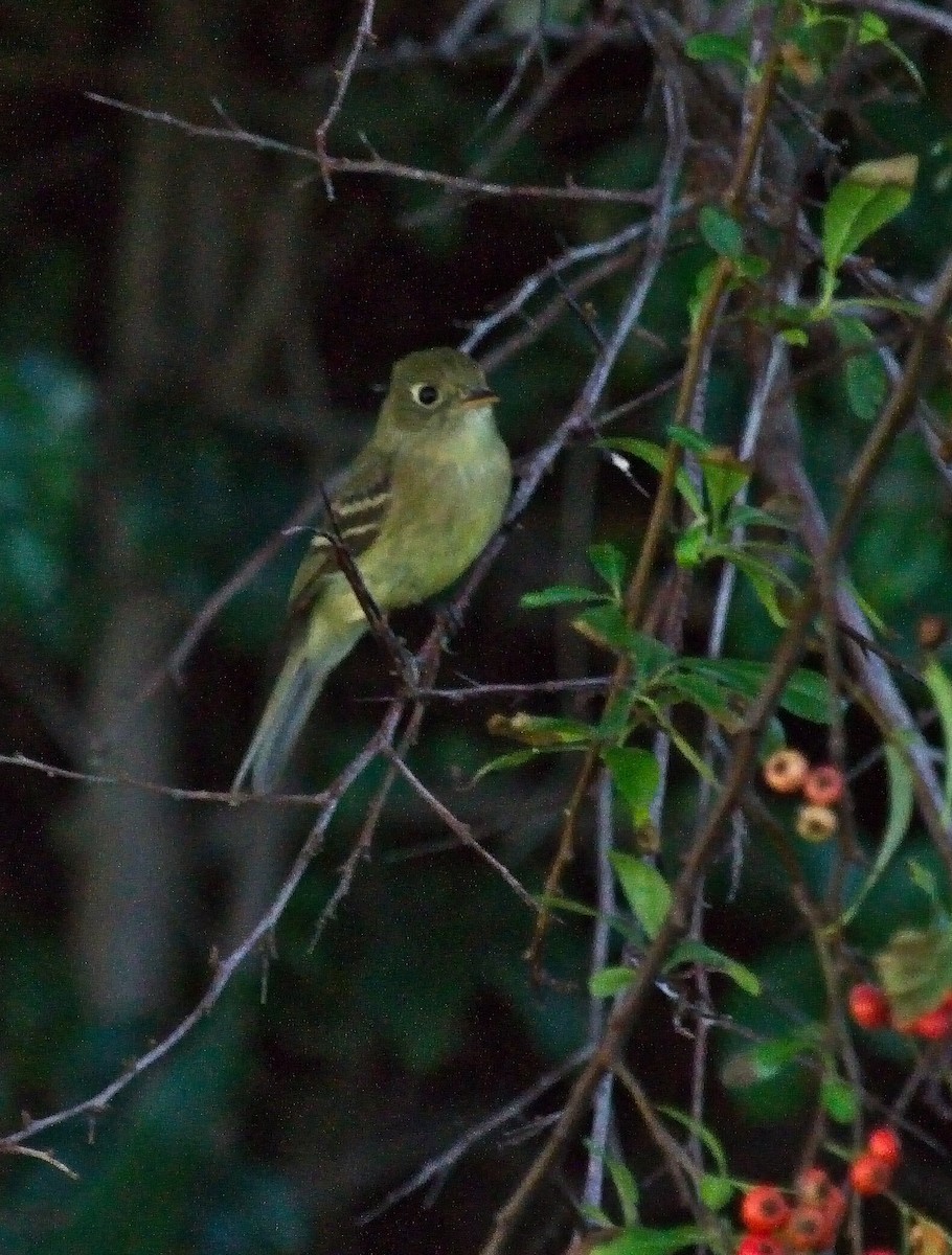 Western Flycatcher (Pacific-slope) - ML76054981