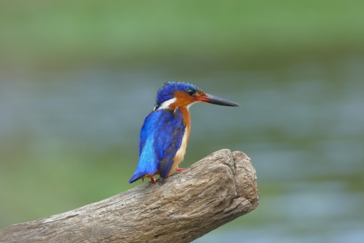 Malagasy Kingfisher - Peter Kaestner