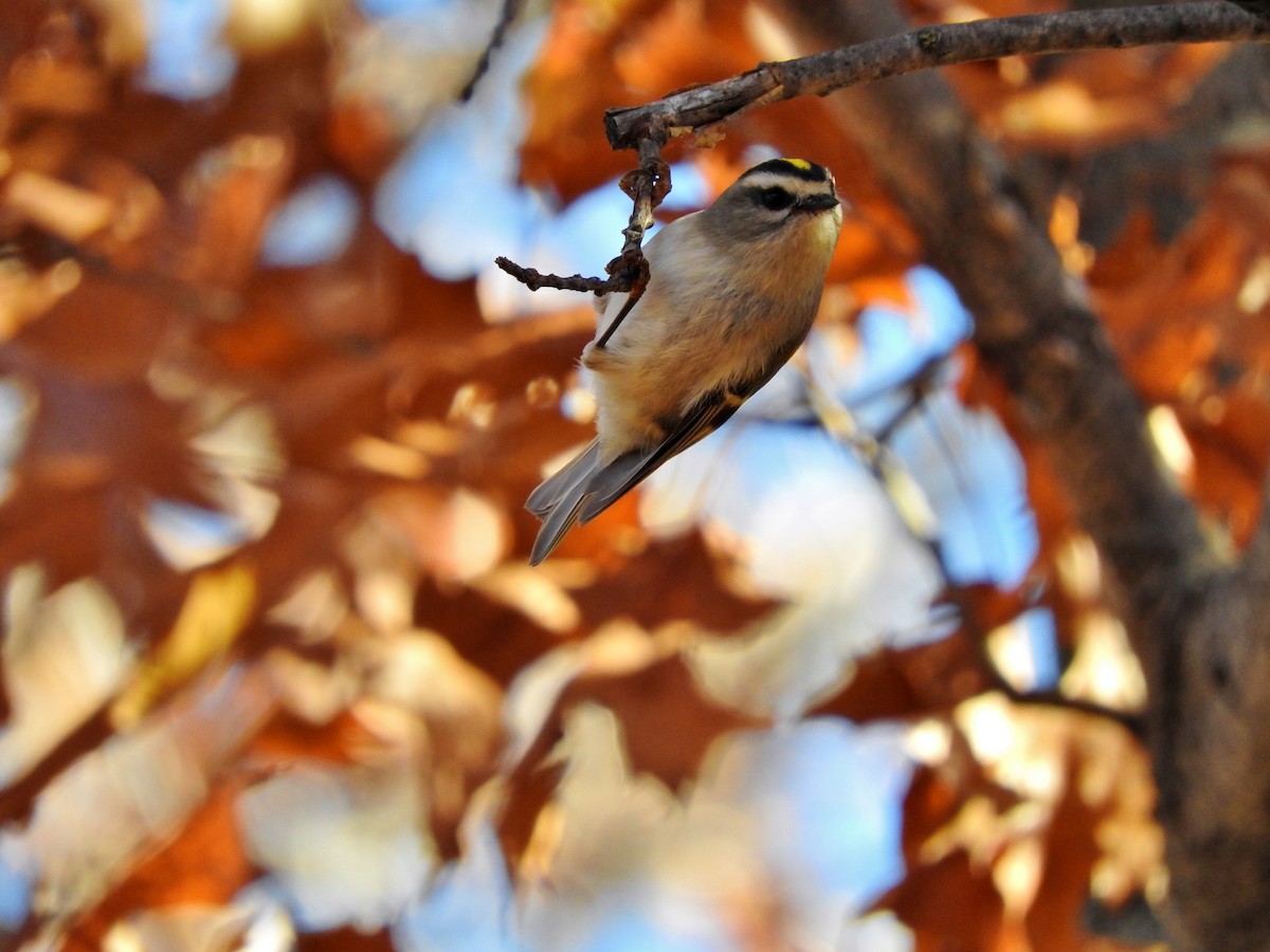 Golden-crowned Kinglet - Brian Marra