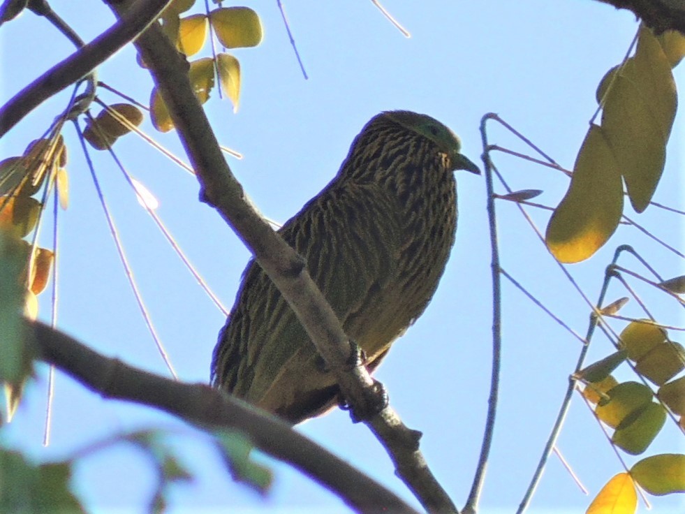 Golden Dove - ML76058421