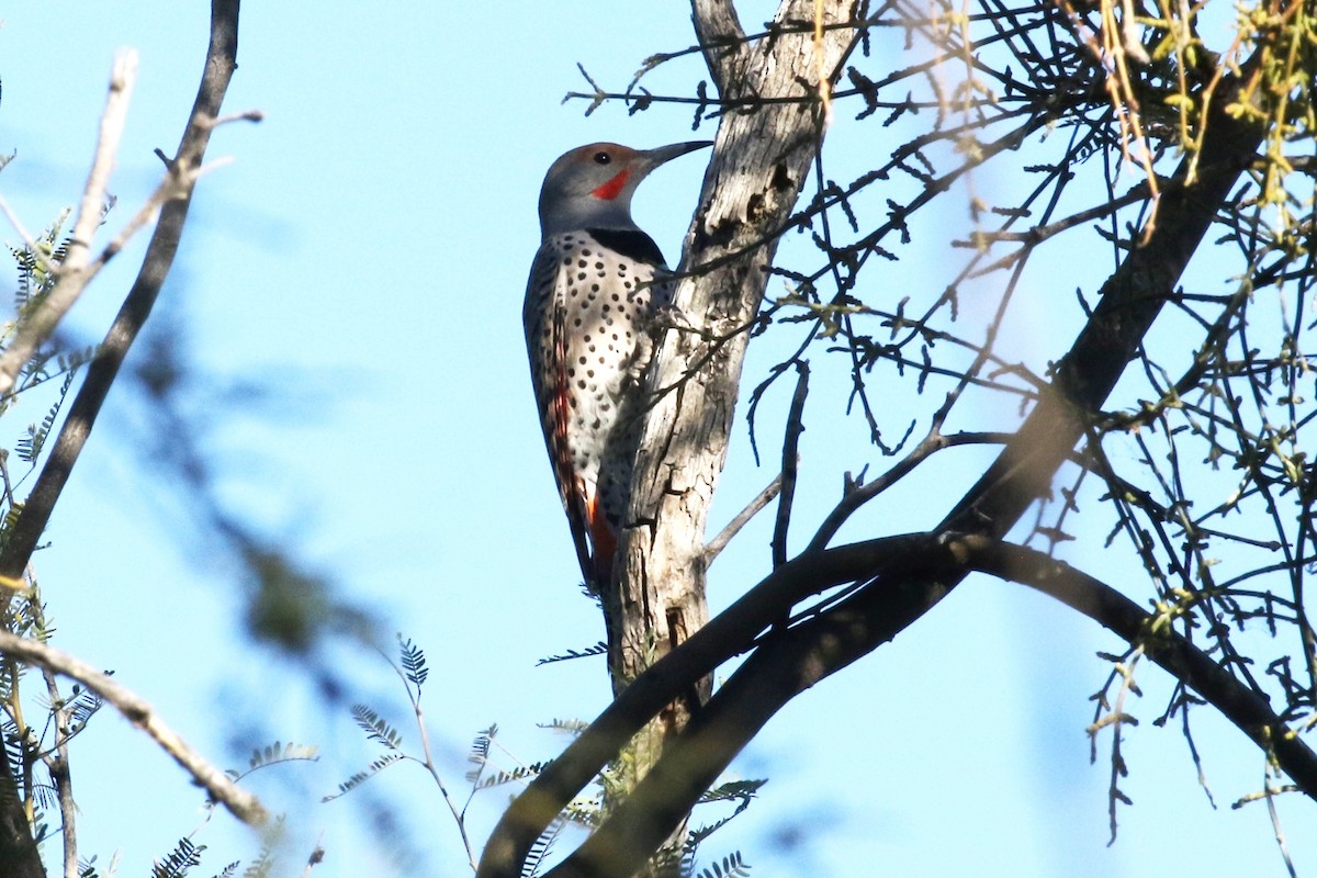 Northern Flicker - Lindsay Story