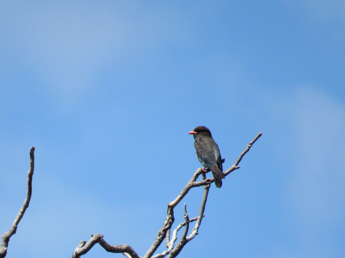 Dollarbird - ML76066401