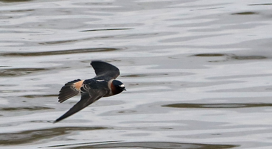 Cliff Swallow - ML76066561