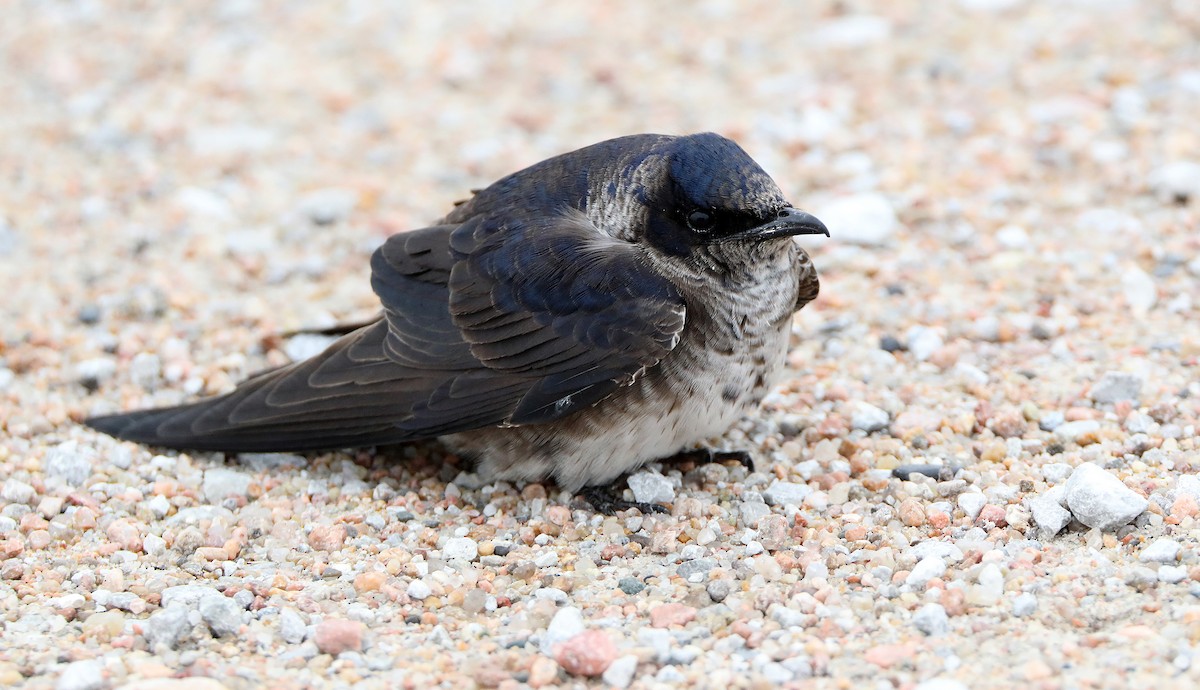 Purple Martin - Elizabeth Winter