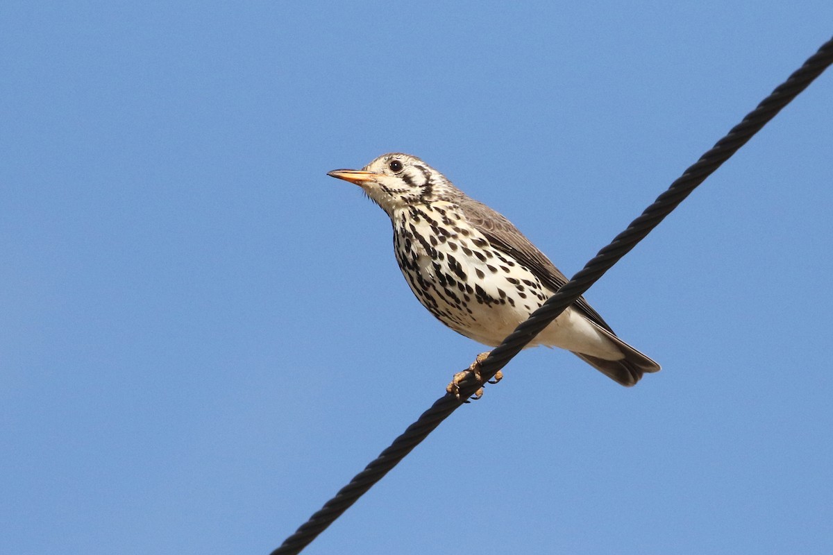 Groundscraper Thrush - ML76067901