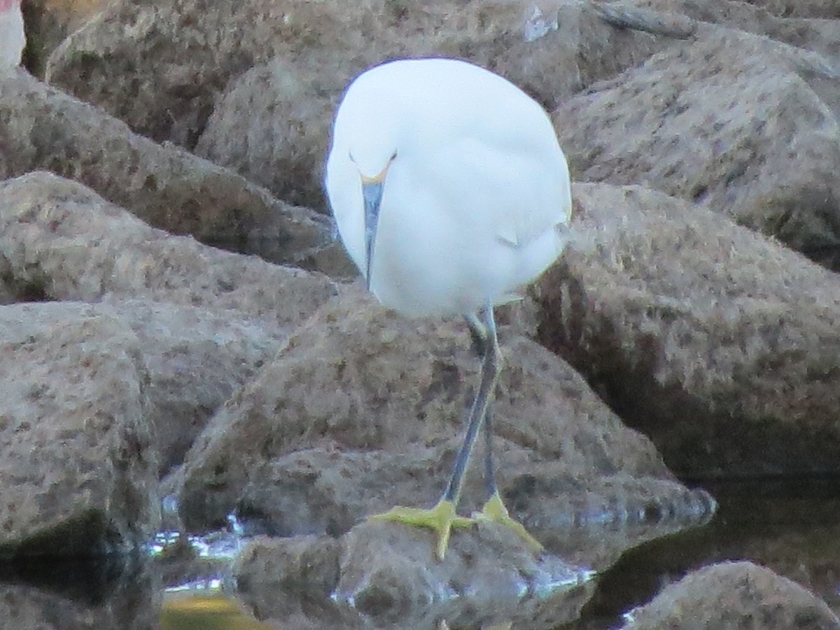 Snowy Egret - Kathy Duret