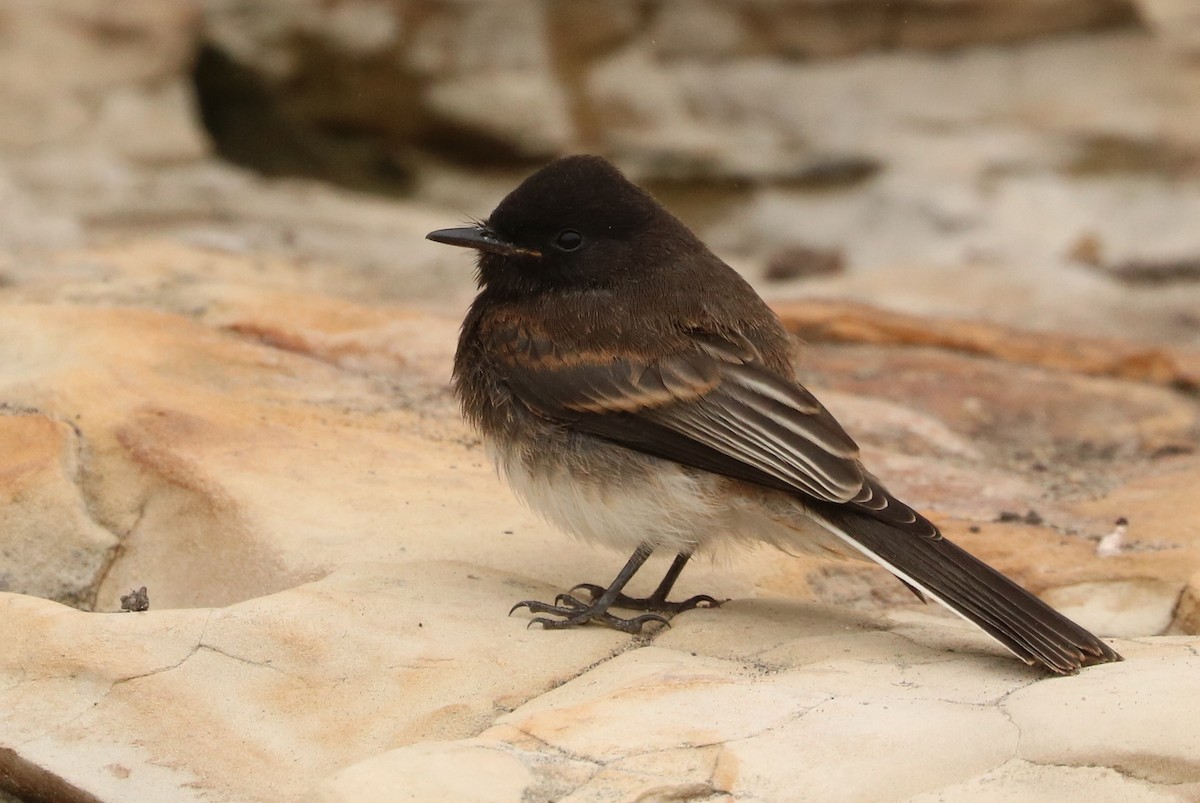 Black Phoebe - ML76068971