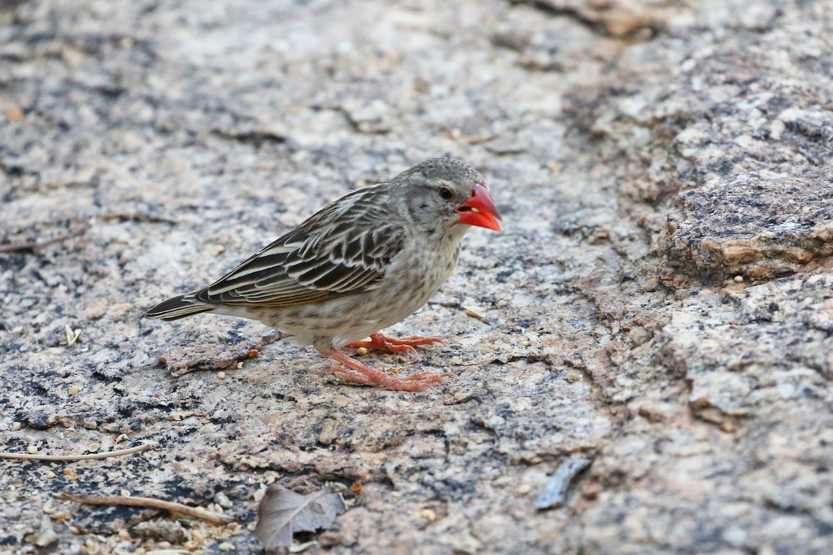 Red-billed Quelea - ML76069701