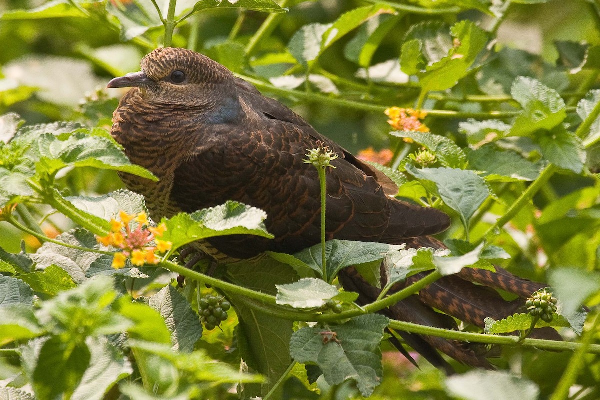 Barred Cuckoo-Dove - Eric VanderWerf