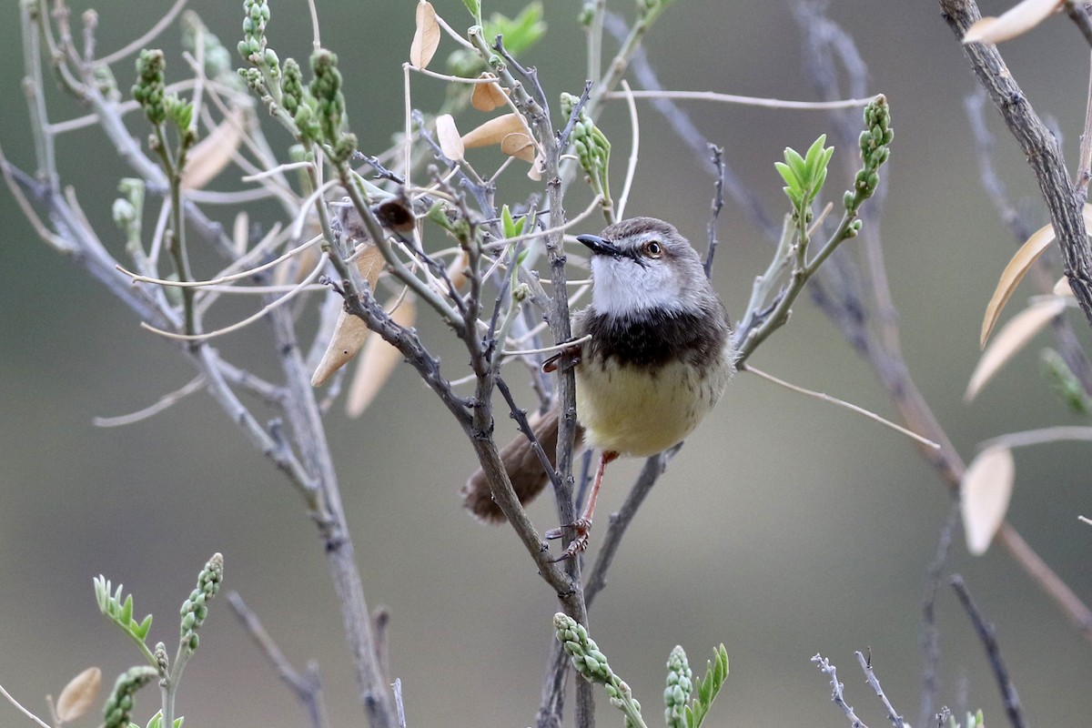 Black-chested Prinia - ML76070281