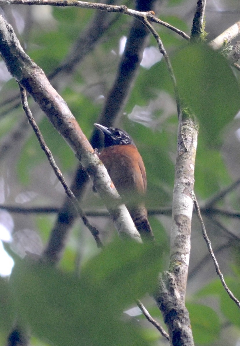 Sooty-headed Wren - Nikolaj Mølgaard Thomsen