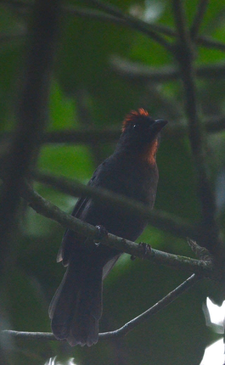 Sooty Ant-Tanager - Nikolaj Mølgaard Thomsen