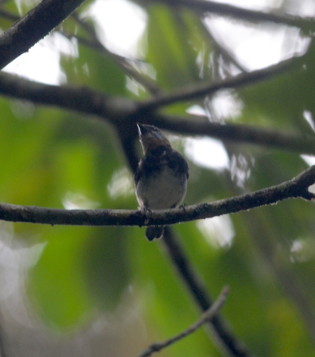 Golden-hooded Tanager - ML76072171