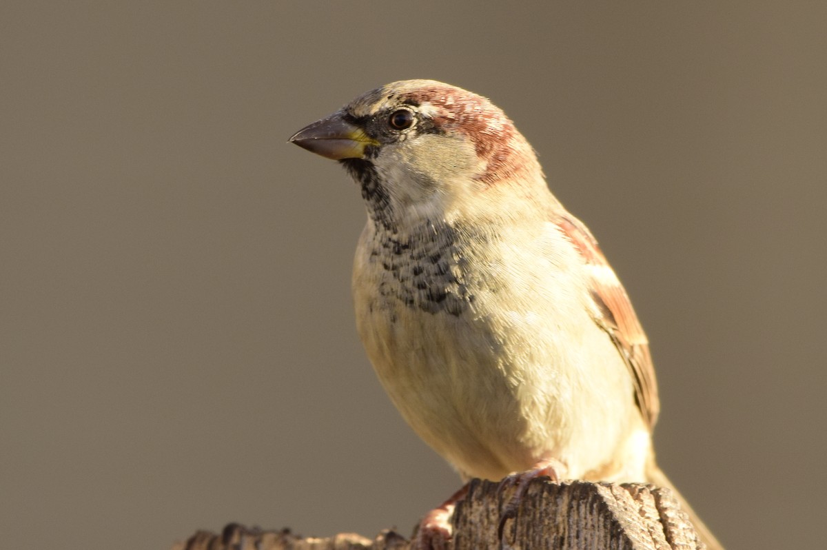 House Sparrow - ML76074421