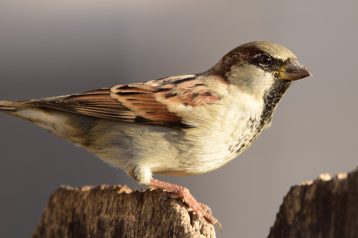 House Sparrow - ML76074431