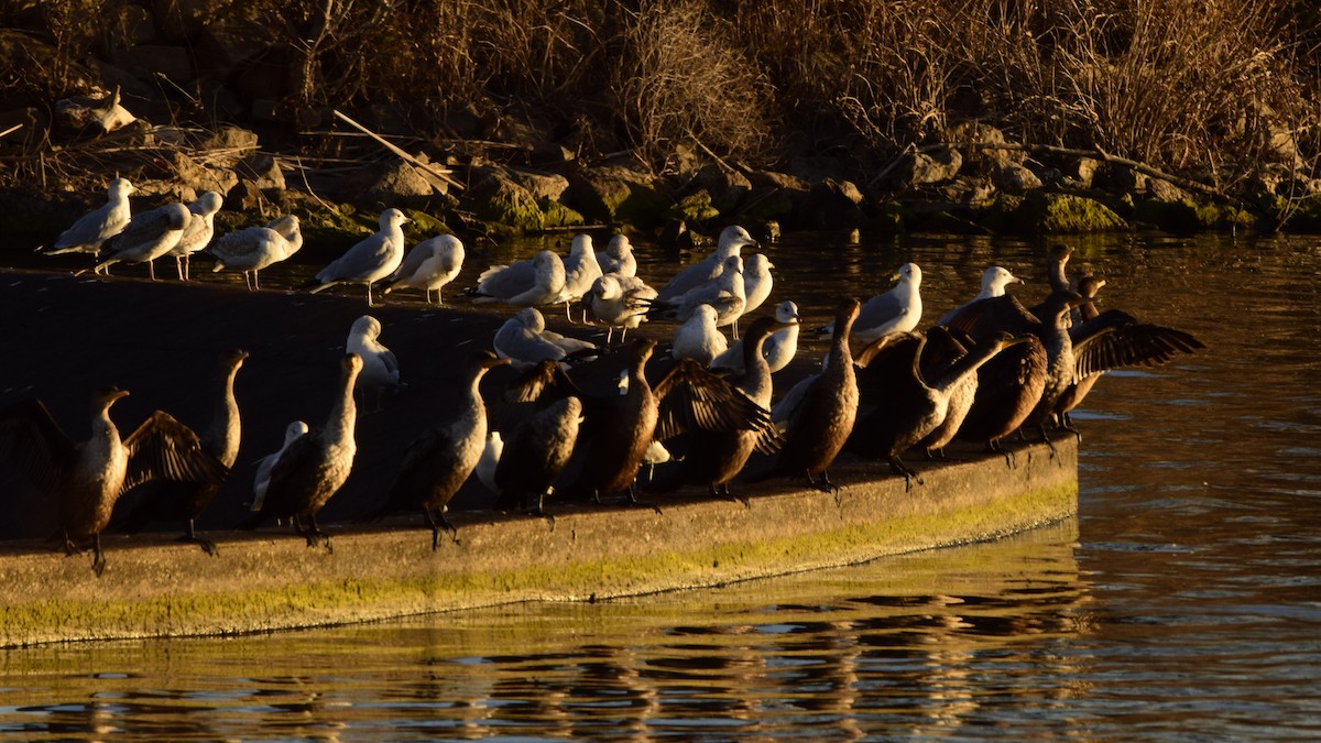 Double-crested Cormorant - ML76074571