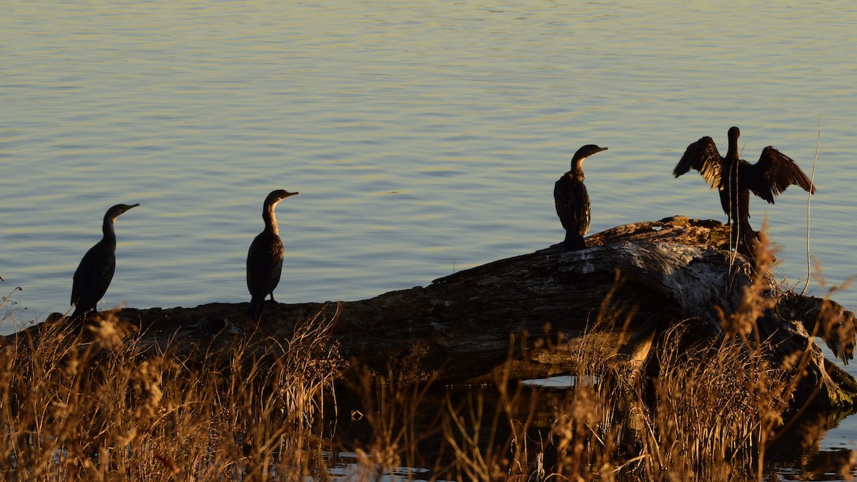 Double-crested Cormorant - ML76074581