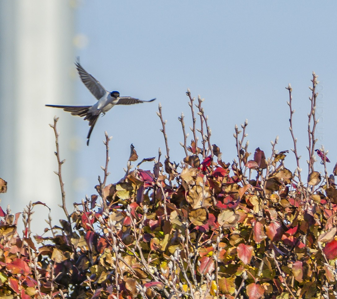 Fork-tailed Flycatcher - ML76076941