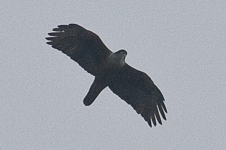 Rufous-bellied Eagle - ML76077021