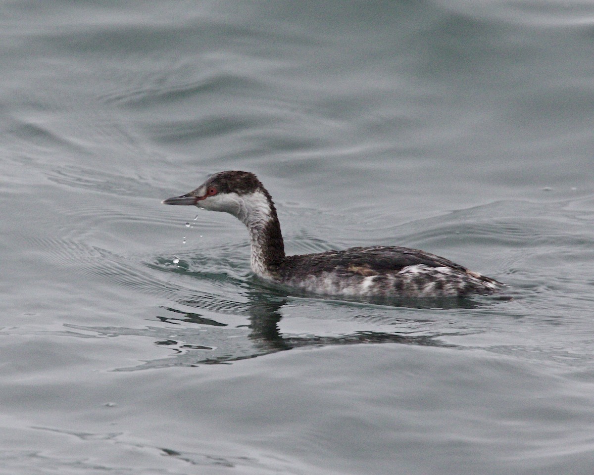 Horned Grebe - ML76078181