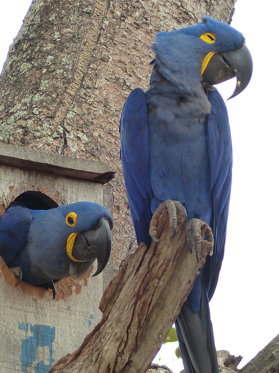 Hyacinth Macaw - Rob Gijbels