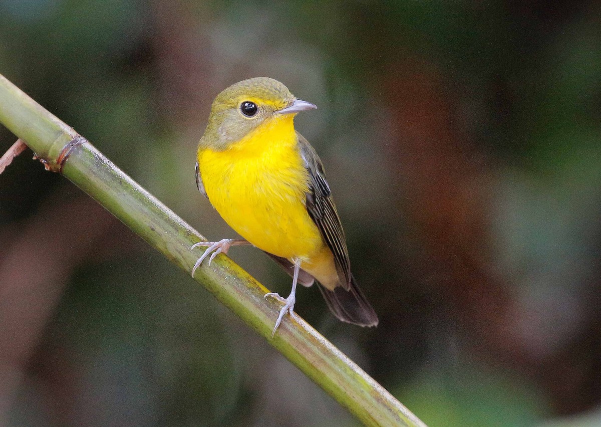 Green-backed Flycatcher - ML76084211