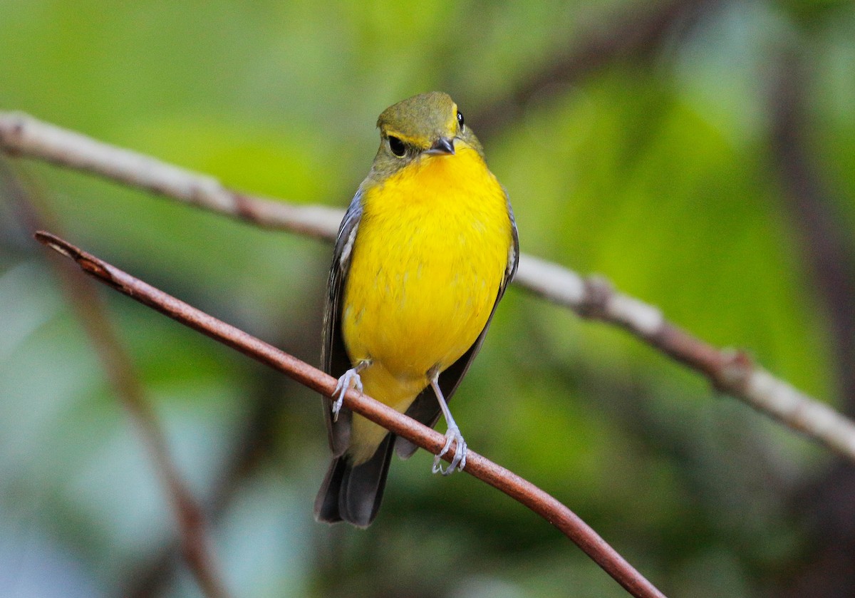 Green-backed Flycatcher - ML76084231