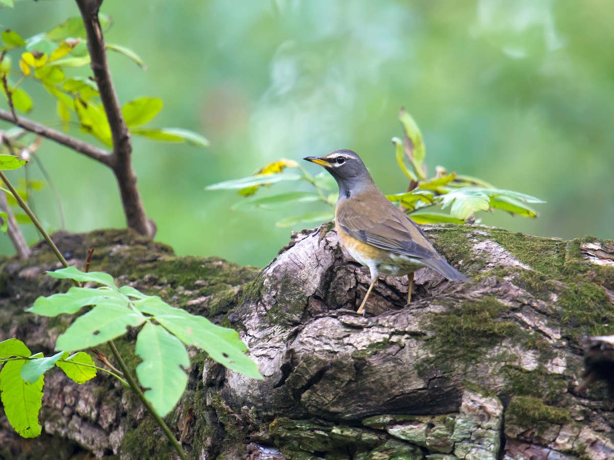 Eyebrowed Thrush - ML76085301