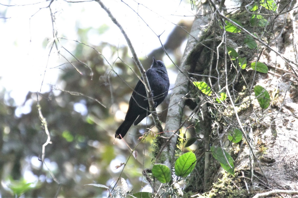 Kenrick's Starling - ML76085421