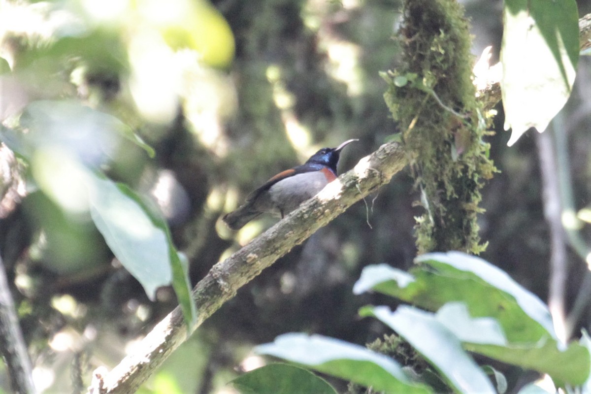 Rufous-winged Sunbird - ML76085441