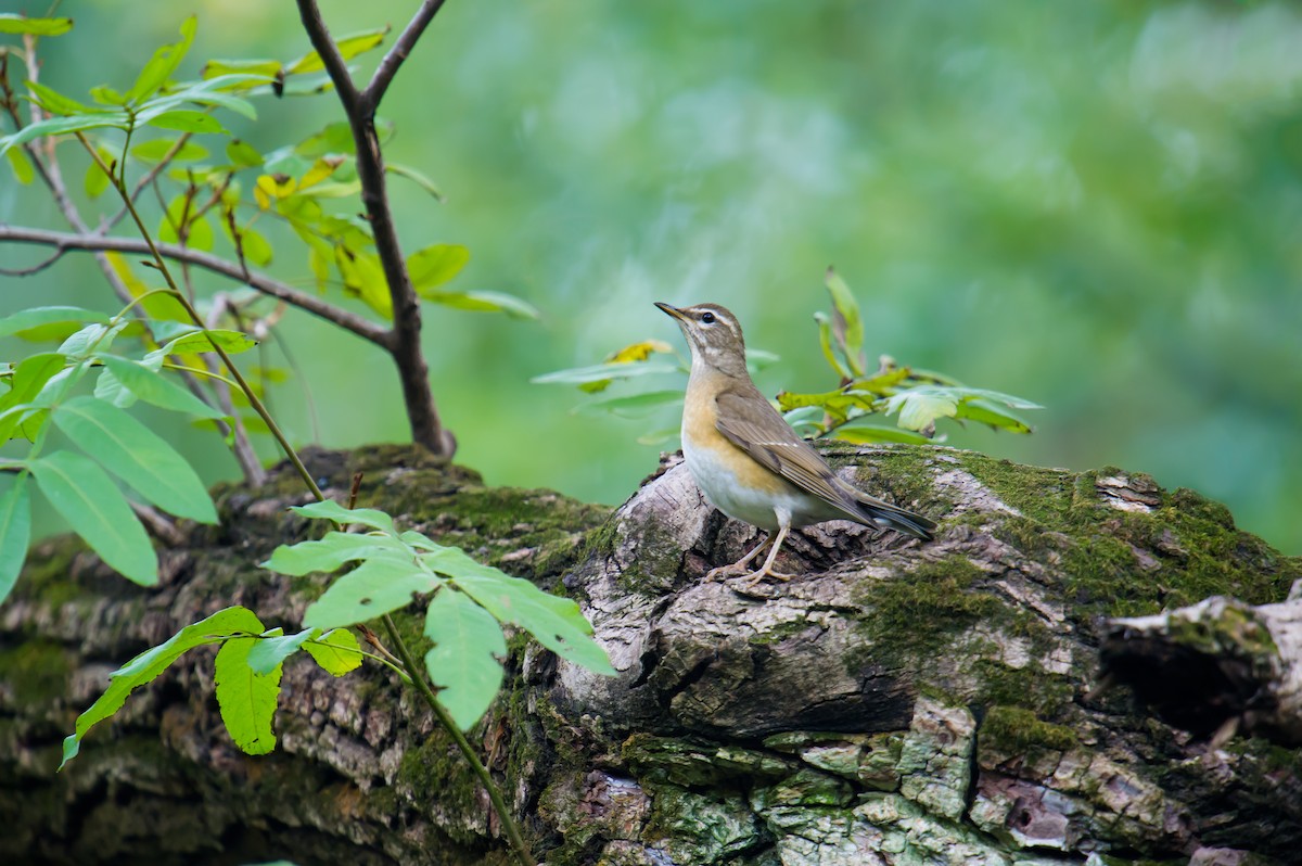 Eyebrowed Thrush - ML76086951