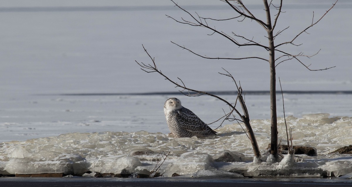 Snowy Owl - ML76088001